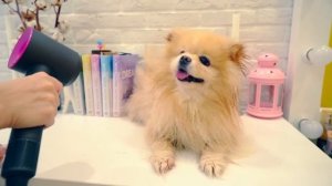 ВПЕРВЫЕ Делаю ГРУМИНГ Своему ШПИЦУ САМА с UWANT P100 | ПОСТРИГЛА СОБАКУ !