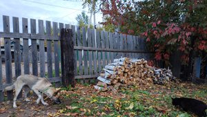 Утром во дворе.