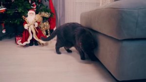 ПОДПИСЧИКИ УПРАВЛЯЮТ ДНЕМ КОШЕЧКИ БАТТЕРС | ДЕЛАЕМ ПОМНИ из УДИВИТЕЛЬНОГО ЦИРКА или ШАЙЛУШАЯ ?