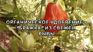 Органическое удобрение - бражка из свежей рыбы