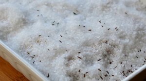 Картошка, запеченная в соли