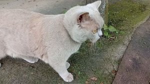 Прогулка кота Моти