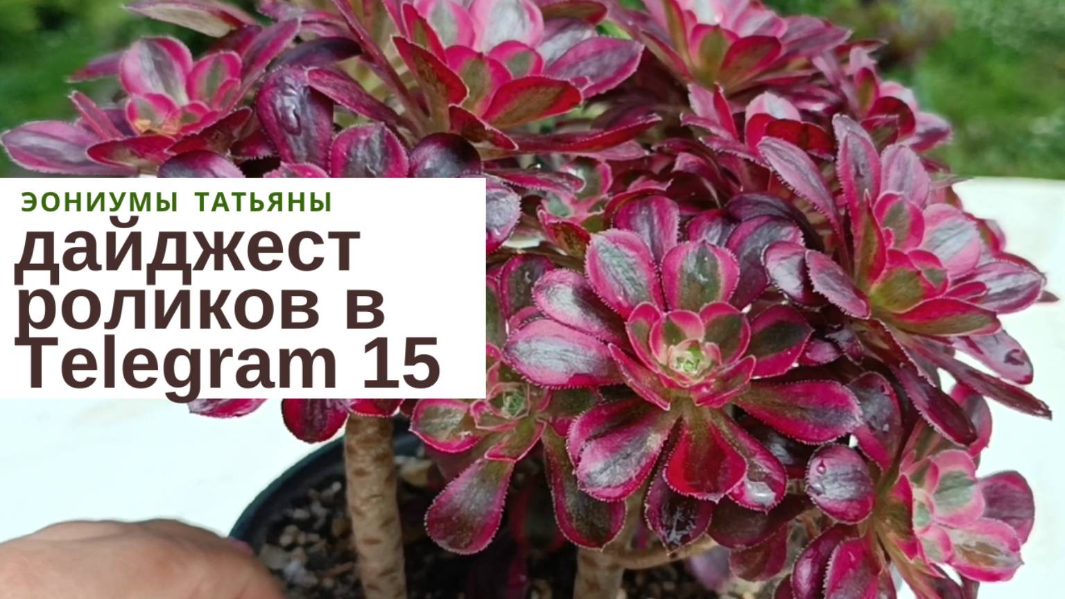 №229 Дайджест роликов в телеграм-15