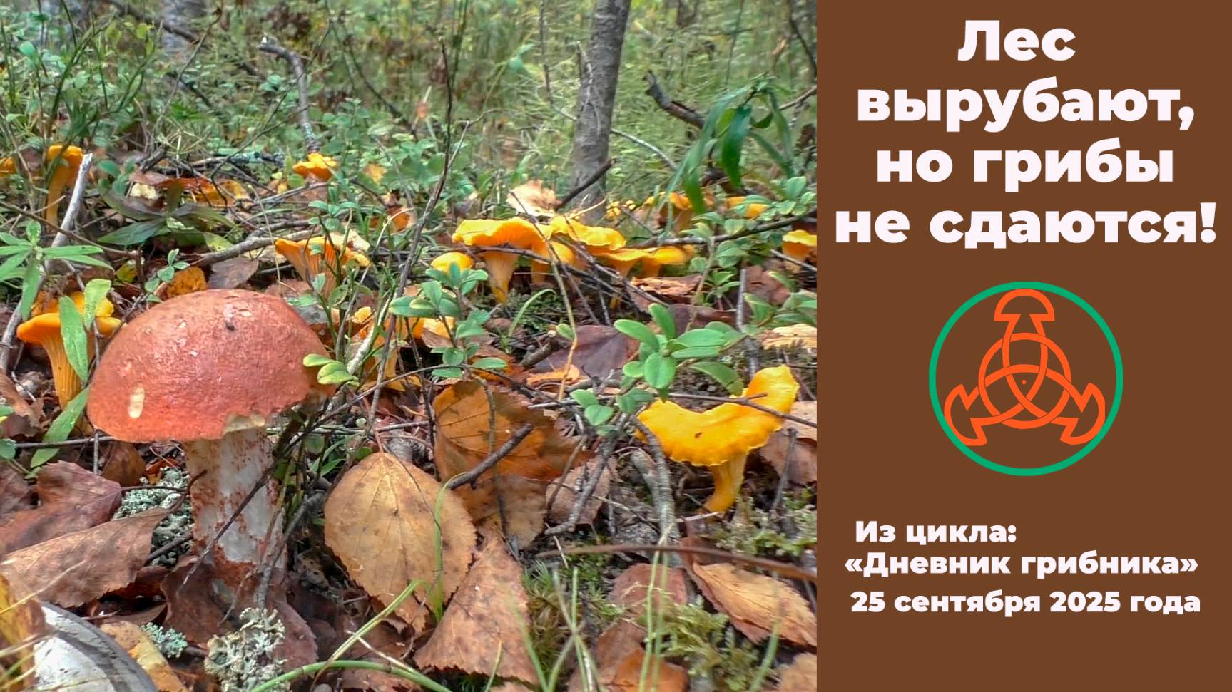 Лес вырубают, но грибы не сдаются! Дневник грибника. 25 сентября 2025 года.