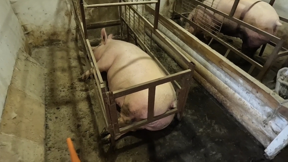 Свиноводство. Маленькие поросята. Выход туши ландрас + темпо смотреть онлайн