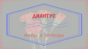Что мы знаем о гвоздике?