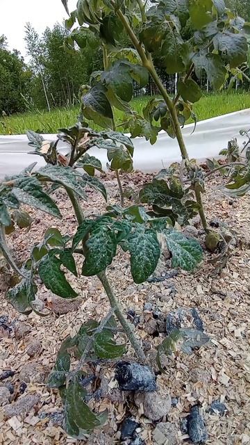 Мои помидоры #мещанскоеболото #дачузафигачу #дача #обзордачи #частныедома #фазенда смотреть онлайн