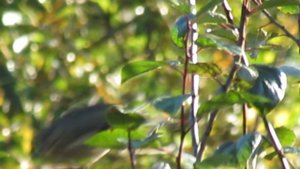 Зяблик 2025. Уже скоро улетать на юг.