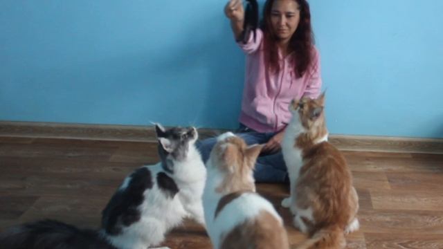 ❤️Сыночки - корзиночки.
#мейнкун