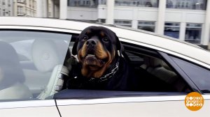 Собака, пристегнись! Доброе утро. Фрагмент выпуска от 03.10.2025