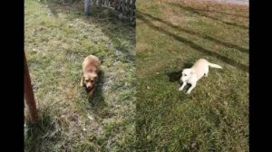 Нужна помощь пристроить собачек (с. Новочадово Атюрьевский р-н Мордовии)