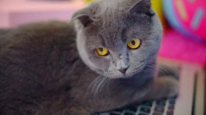 ОЧКИ ЖЕЛАНИЙ КОШЕЧКИ- МОЙ ПЕРВЫЙ МУЗЫКАЛЬНЫЙ КЛИП