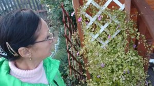 Видео привет с 6 соток 2 октября 2025 года.