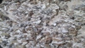 Крабовые палочки, фаршированные грибами