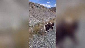 Неравнодушные люди помогли малышу-яку на Чуйском тракте