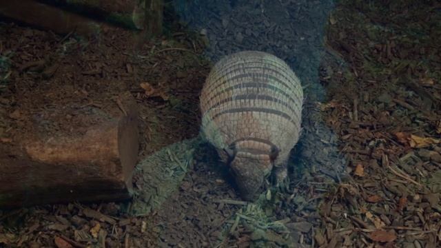 Жан Сибелиус Этюд ля минор op 76 N°2.