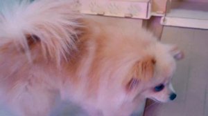 СДЕЛАЛИ СЮРПРИЗ КОШКЕ И СОБАКЕ | ГИГАНТСКИЙ ДОМ