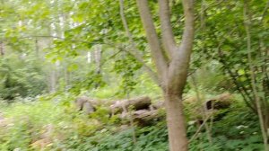 Погибший глейпинг