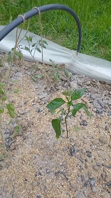 Надо привыкнуть #мещанскоеболото #дачузафигачу #дача #обзордачи #частныедома #фазенда смотреть онлайн