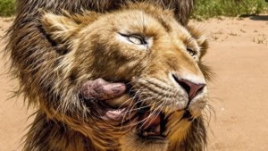 У Львов Появился Новый Хищник, С Которым Они Не Могут Справиться