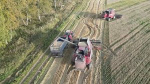 Проводим уборку яровой пшеницы сорта «Ладья», осталось убрать 300 гектар посевов!