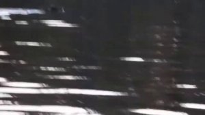 Медведь переплывает реку прямо в сторону табора. Рыжий! Беги!!!