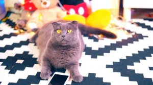 МИР ГЛАЗАМИ КОТИКА 2 ЧАСТЬ