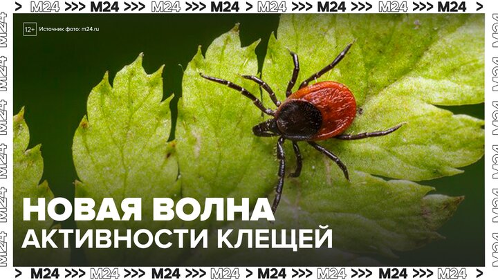 Новая волна сезонной активности клещей началась в Москве - Москва 24