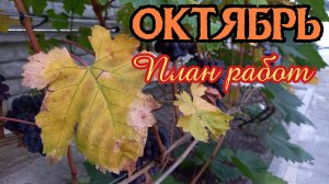 ОКТЯБРЬ 2025. План работ на винограднике.