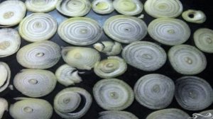 Мясо по-французски из фарша в духовке