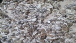 Крабовые палочки, фаршированные грибами