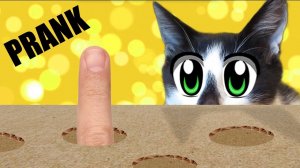 НОВЫЕ ПРАНКИ НАД КОТАМИ! [2018]