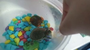 МОЯ ЧЕРЕПАХА СОЖРАЛА МОЮ КРЕВЕТКУ ВНАГЛУЮ