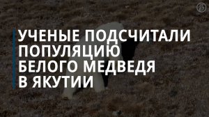 Ученые подсчитали популяцию белого медведя в Якутии