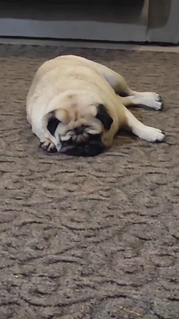 как спят мопсы