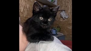 мой черный котик