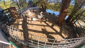 Ростовский зоопарк. сентябрь 2025г.