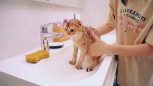 КОТЕНОК ПЛАВАЕТ в ВАННОЙ | СТРИЖЕМ Когти, Купаем и Учим ПЛАВАТЬ