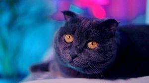 ХАГГИ ВАГГИ И КАРТУН КЭТ - ФАНФИКИ ОТ КИСЫ БАТТЕРС | ИСТОРИЯ КАРТУН КЭТА