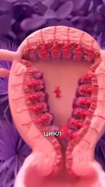 Забор яйцеклеток при низком АМГ: мифы и правда смотреть онлайн