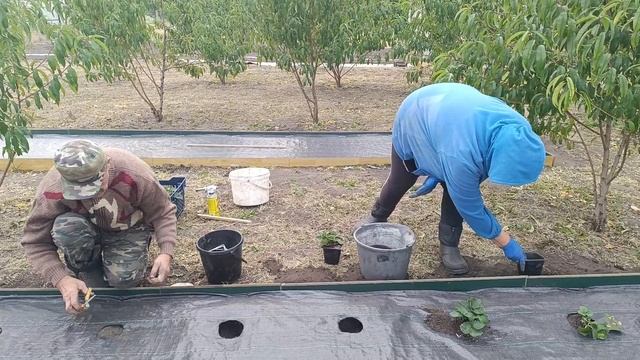 Сажаем Викторию. Новая будка для собак. Что будет с домом в деревне?
