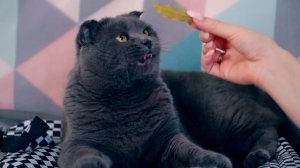 РЕАКЦИЯ КИСЫ БАТТЕРС И СОБАЧКИ ЭЛИС НА СТРАННЫЕ ЗАПАХИ В СЛОУМО