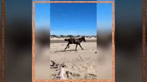 Полугодовалый жеребёнок впервые увидел море.