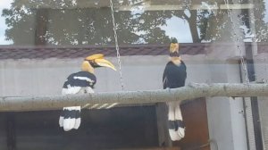 Улетевшую из Ленинградского зоопарка птицу калао поймали и вернули домой