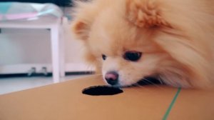 СМЕШНЫЕ РОЗЫГРЫШИ над КОТАМИ | 3 СПОСОБА ПРАНКАНУТЬ с КОРОБКОЙ и КОЛБАСОЙ - Лучшие приколы с котами