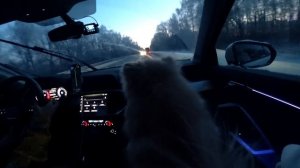 24 часа В МАШИНЕ С КОШКОЙ И СОБАКОЙ | Еще Одно Путешествие Кошечки Баттерс и Собачки Элис