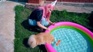 ДЕНЬ РОЖДЕНИЯ СОБАЧКИ ЭЛИС!  ИСПОЛНИЛСЯ 1 ГОДИК ! ПОДАРИЛИ БАССЕЙН ! Собачка КУПАЕТСЯ В БАССЕЙНЕ