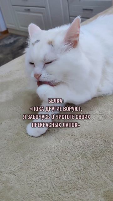 Кто стащил сардельки со стола?