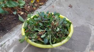 Почвопокровник-агрессор,с которым я не хочу расставаться.