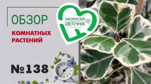 Новые и редкие сорта комнатных растений в наличии. Обзор поставки №138. Фикусы, драцены, сансевиерии